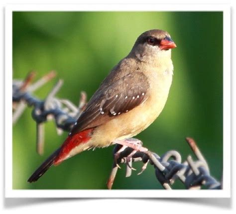 Strawberry finch Figgerits.
